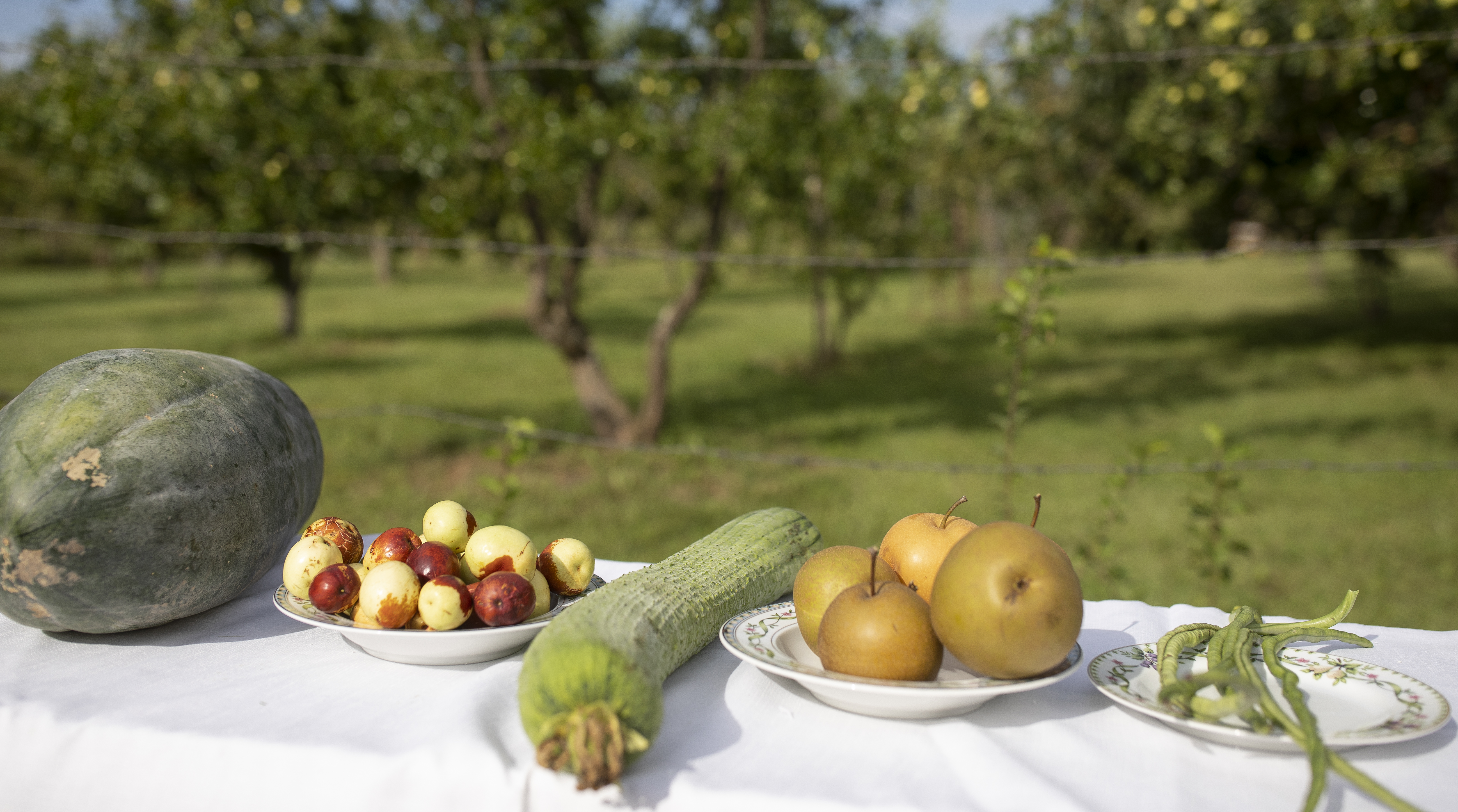 Abundant summer rain makes for bountiful harvest of jujube fruit